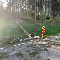 baum_2.jpg